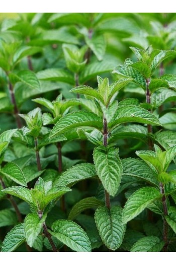 М`ята перцева Ментолова | Mentha piperita Menthol | Мята перечная Ментоловая